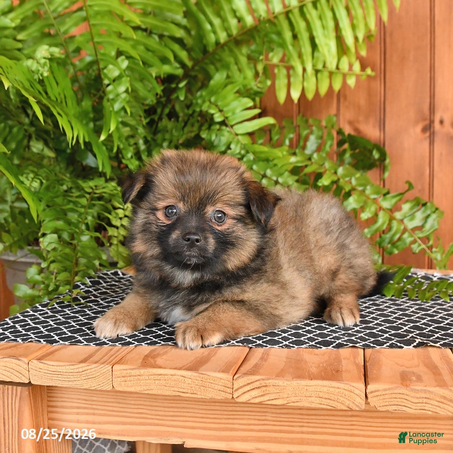 Mixed Breed dogs Peanut  - Ad 2
