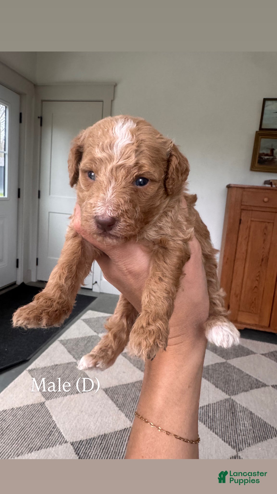 Mini Goldendoodle dogs Mini Goldendoodle Puppy 4 - Ad 1