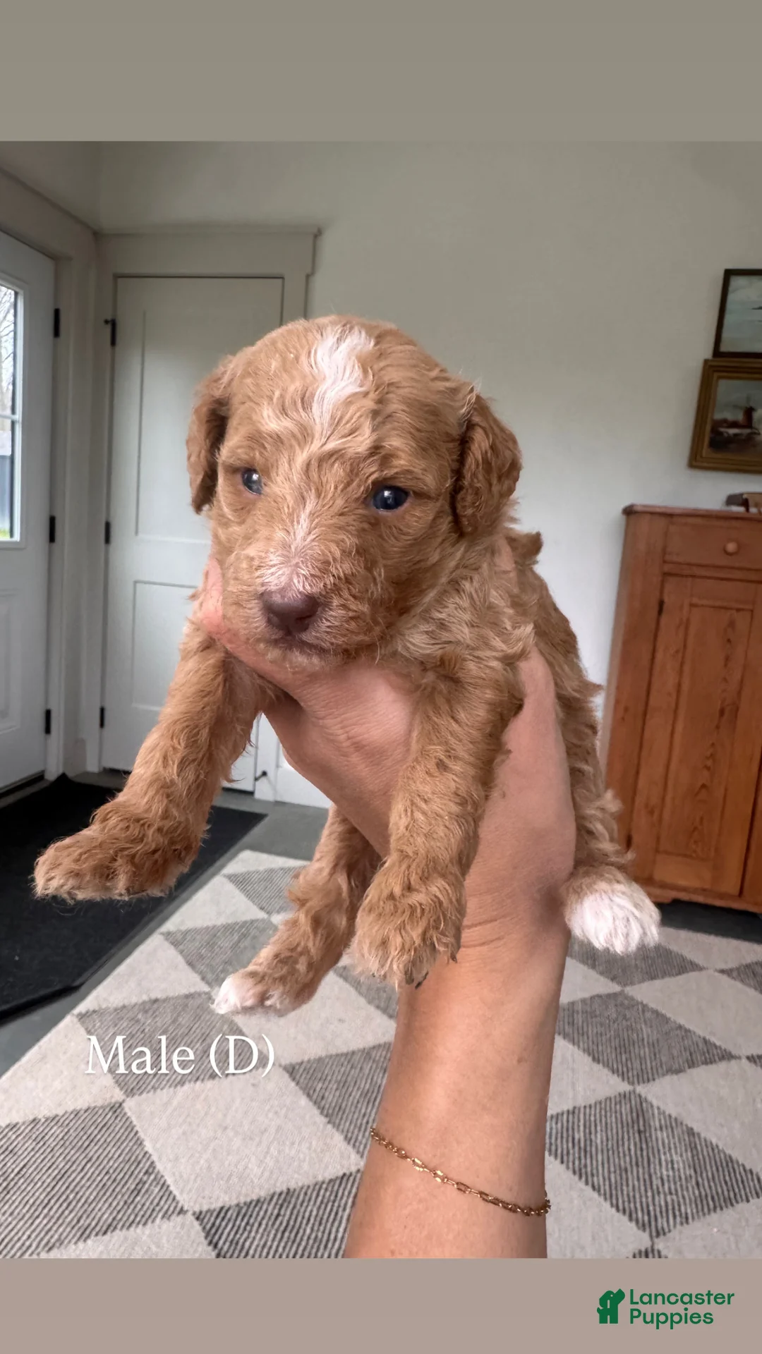 Mini Goldendoodle dogs for sale: Mini Goldendoodle Puppy 4 - Ad 1