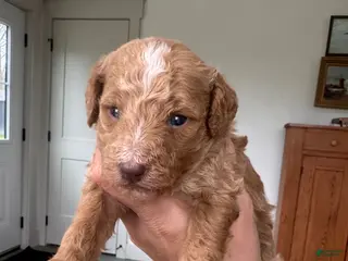 Mini Goldendoodle dogs for sale: Mini Goldendoodle Puppy 4 - Ad 2