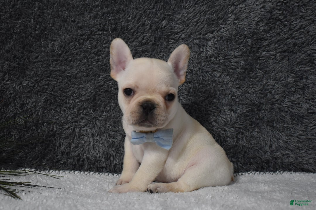 French Bulldog dogs for sale: Wyatt  - Ad 4