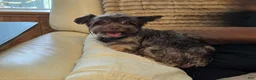 Yorkshire Terrier dogs for sale: Quickstep  - Ad 6