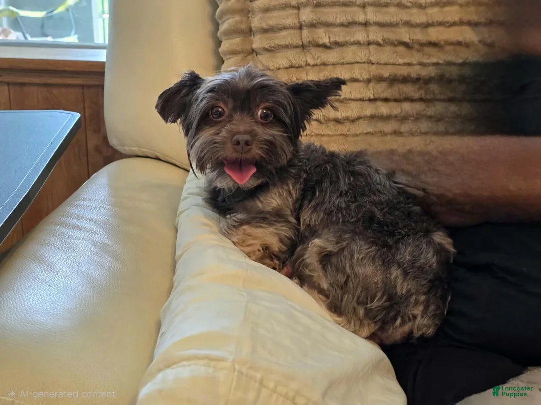 Yorkshire Terrier dogs for sale: Quinn - Ad 4