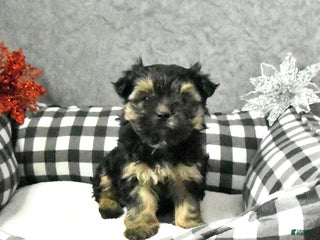 Yorkshire Terrier dogs Jury - Ad 24