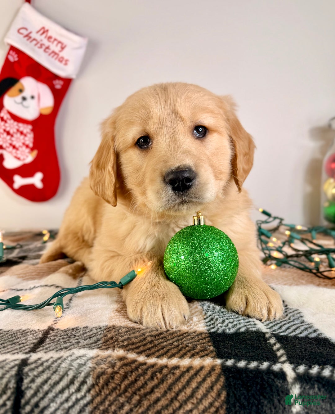 Golden Retriever dogs for sale: AKC Gordie - Ad 2