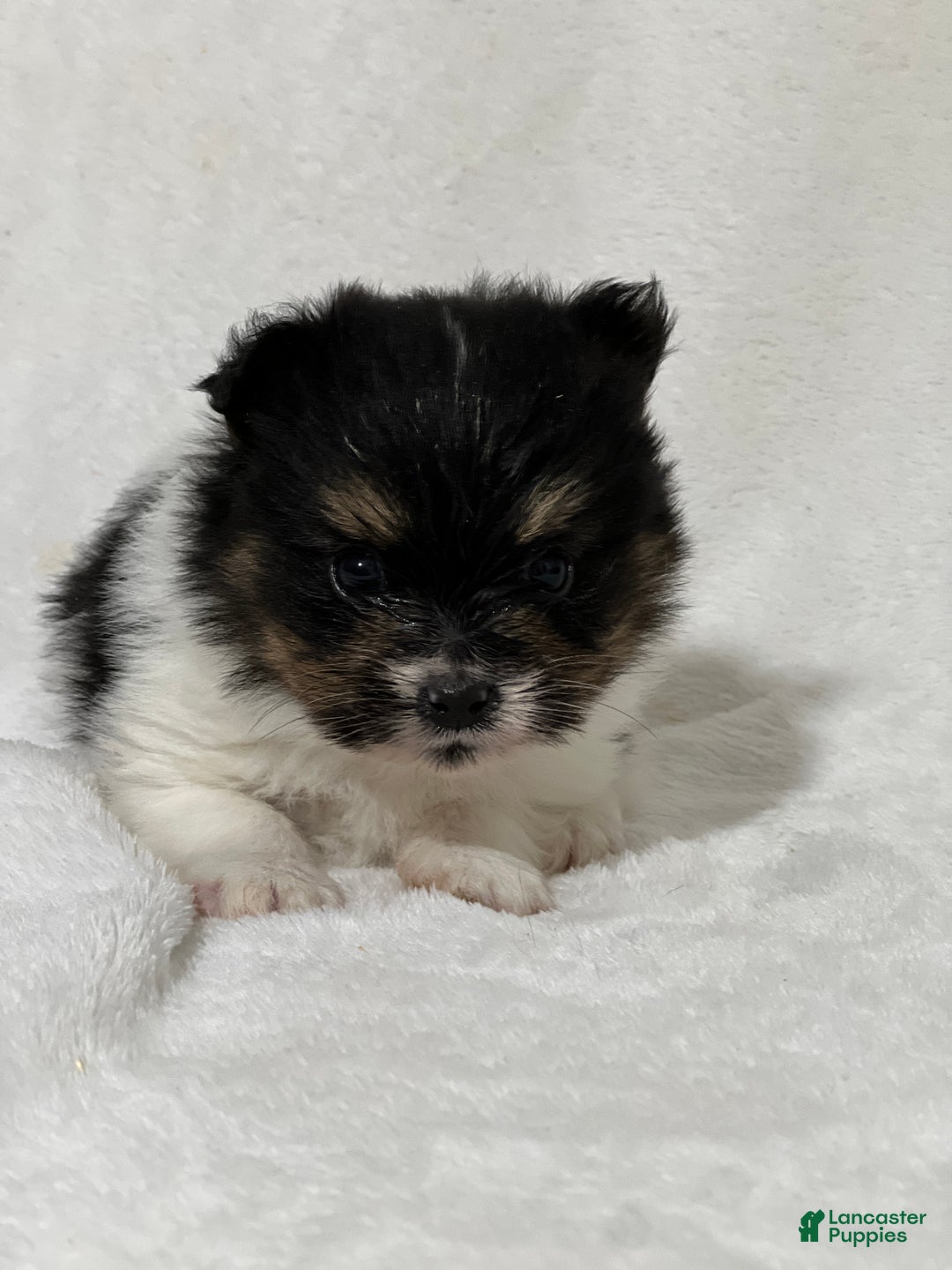 Papillon dogs for sale: Nuggets - Ad 5