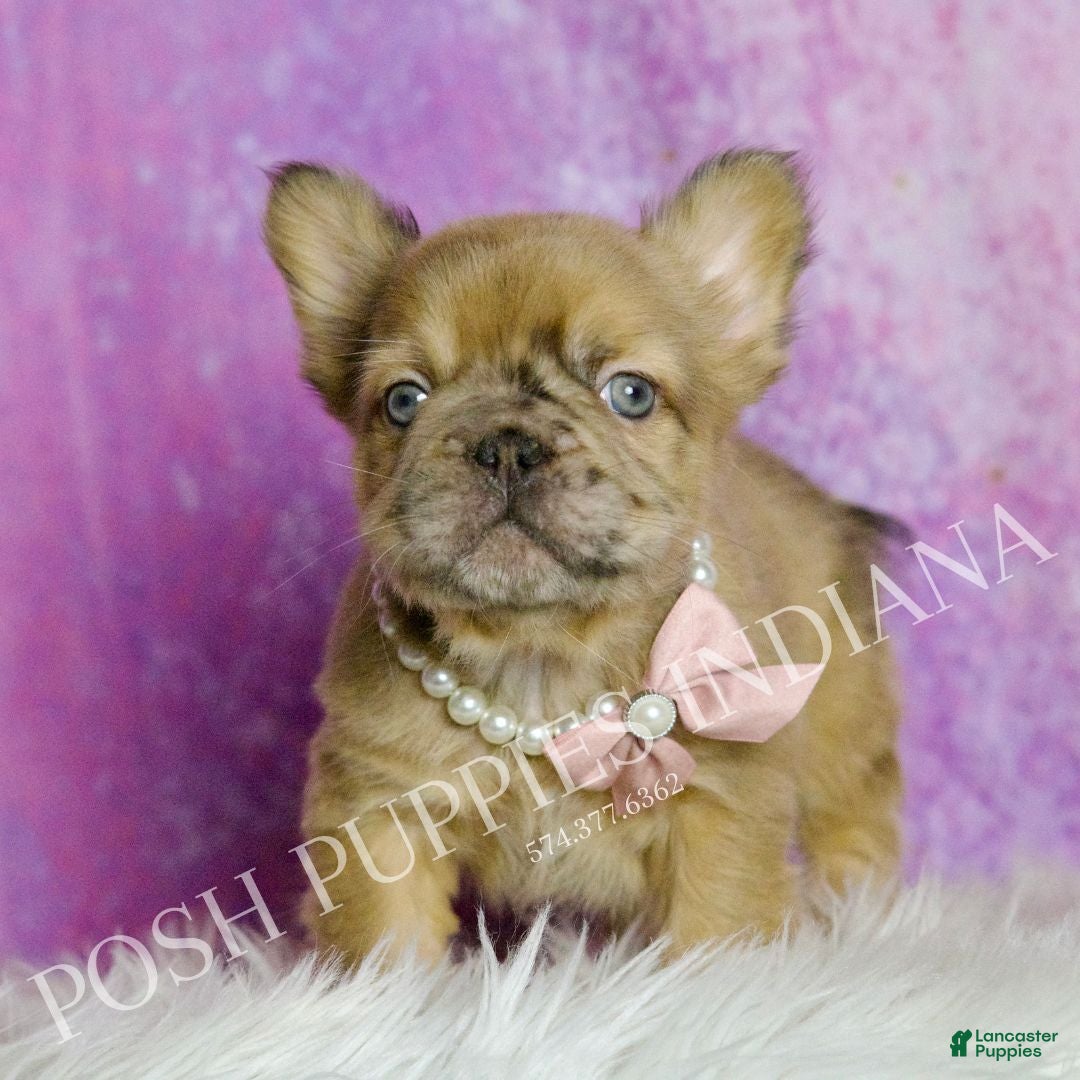 French Bulldog dogs Diva - Ad 1