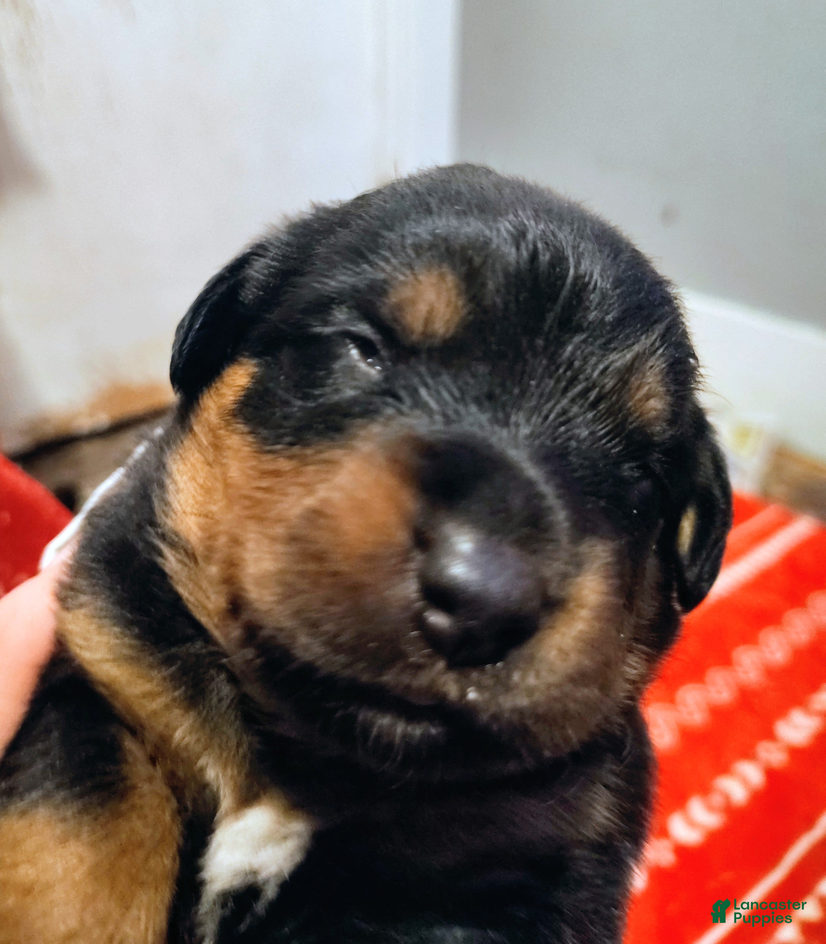 Rottweiler dogs Rottweiler Puppy 1 - Ad 41