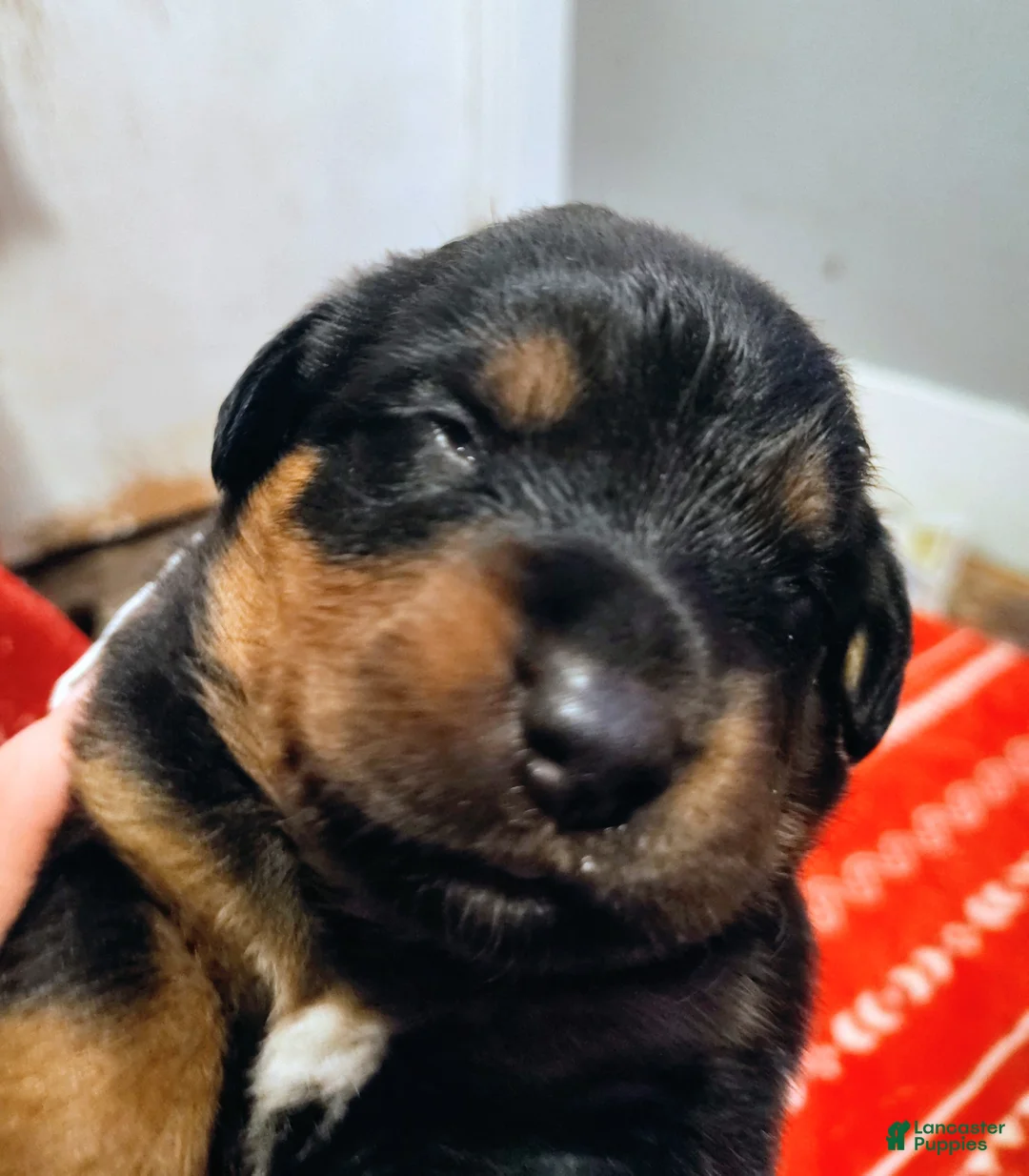 Rottweiler dogs for sale: Rottweiler Puppy 1 - Ad 1