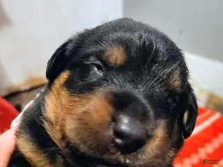 Rottweiler dogs Rottweiler Puppy 1 - Ad 41