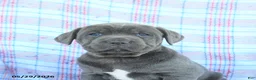 Cane Corso dogs for sale: Lucy - Ad 5