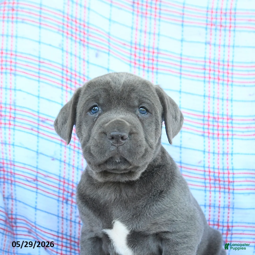 Cane Corso dogs for sale: Lucy - Ad 5