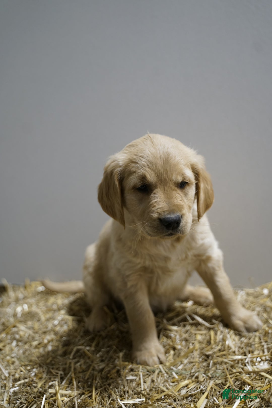 Golden Retriever dogs for sale: Golden Retriever Puppy 2 - Ad 1