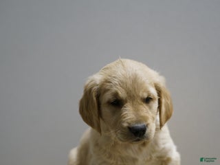 Golden Retriever dogs Golden Retriever Puppy 2 - Ad 12