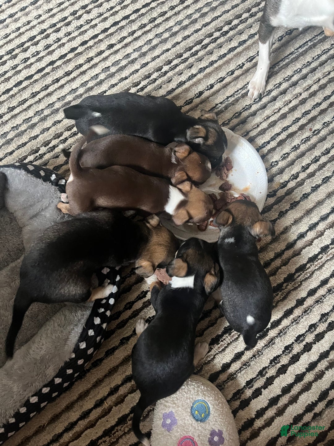 Chihuahua dogs for sale: Chihuahua Puppy 3 - Ad 7