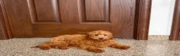 Cavapoo dogs for sale: Cavapoo male Puppy 3 - Ad 7
