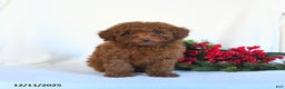 Toy Poodle dogs for sale: Vinnie - Ad 4