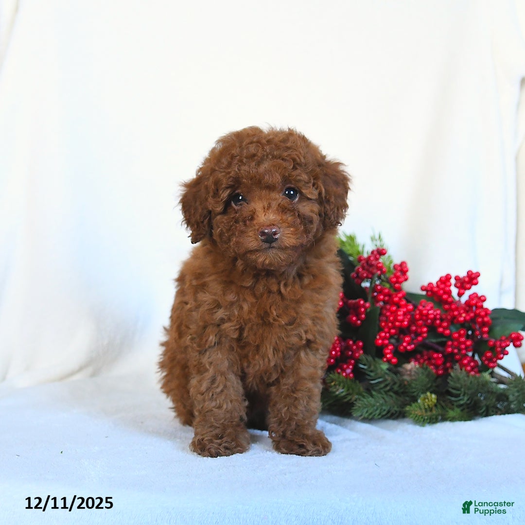 Toy Poodle dogs for sale: Vinnie - Ad 4