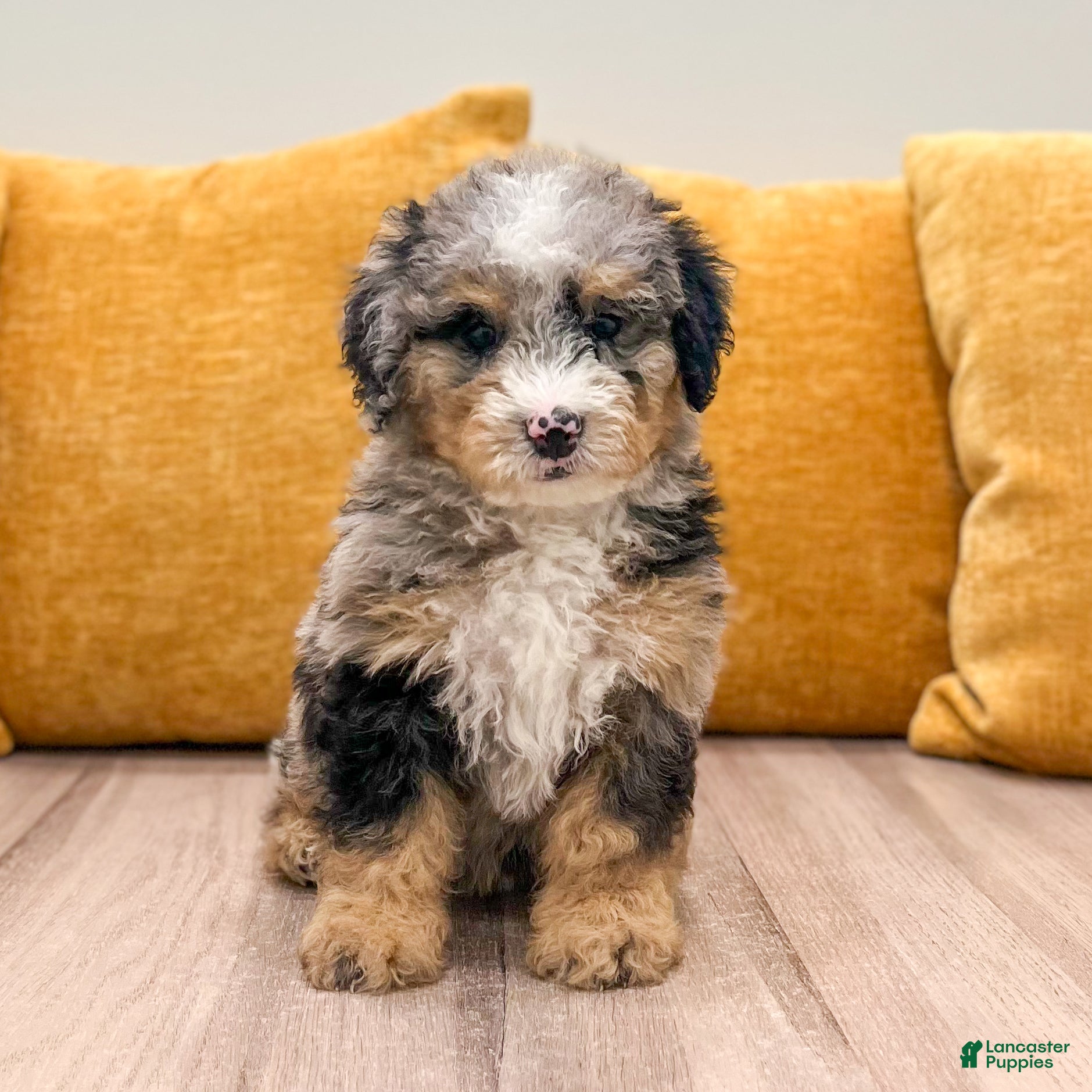Mini Bernedoodle dogs Cookie - Ad 1