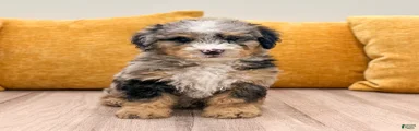 Cookie