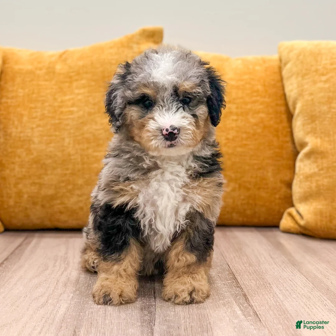 Mini Bernedoodle dogs for sale: Cookie - Ad 1