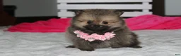 Pomeranian dogs for sale: Zoey - Ad 13