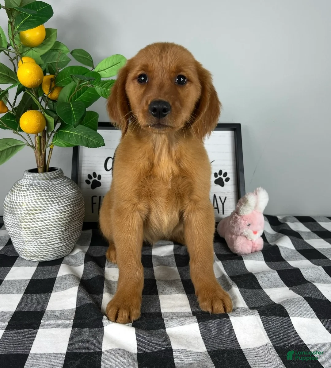 Golden Retriever dogs for sale: Gracie  - Ad 4