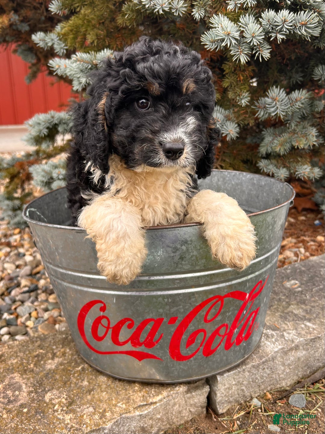 Cockapoo dogs for sale: Luca - Ad 5