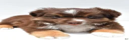 Miniature Australian Shepherd dogs for sale: Ross - Ad 7