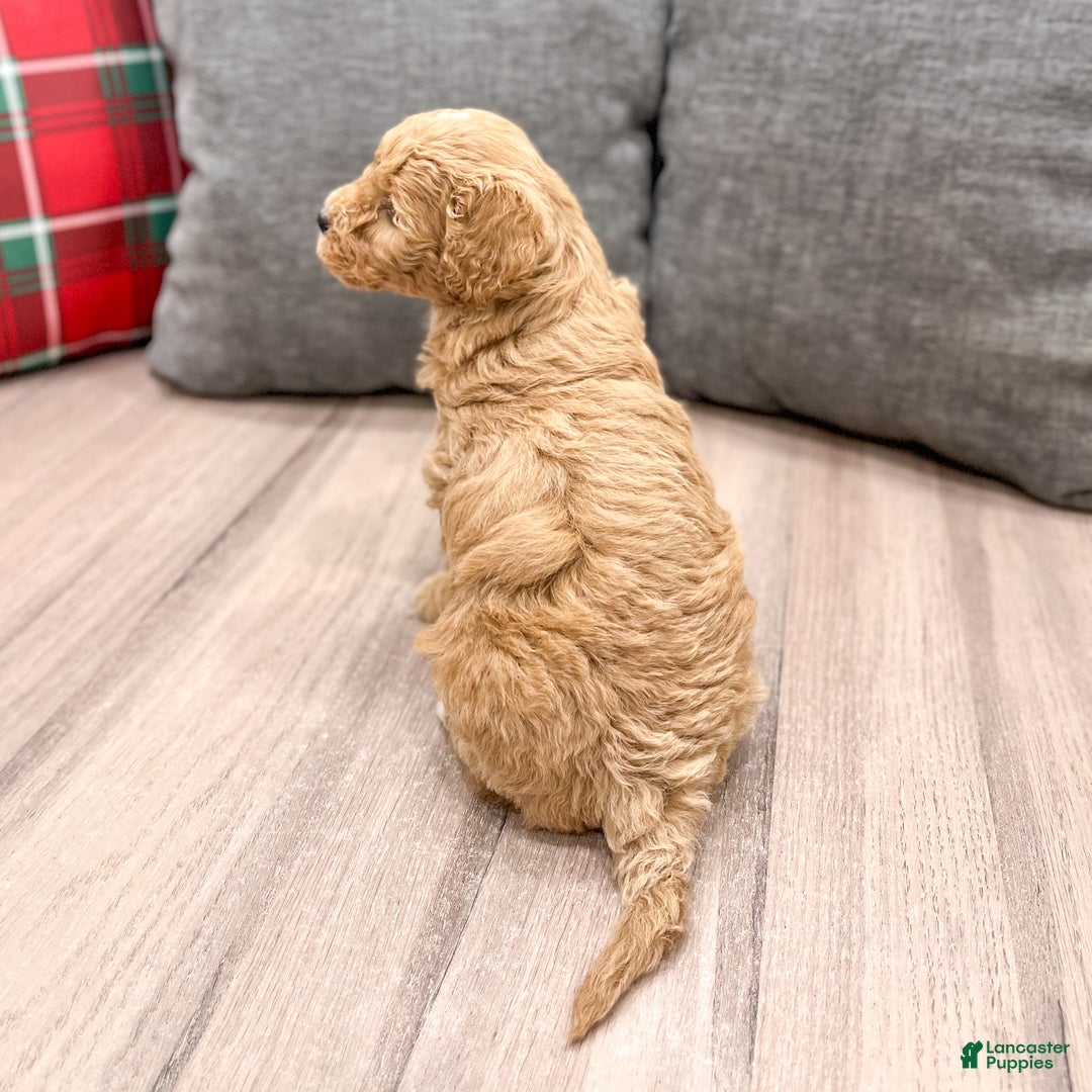 Mini Goldendoodle dogs for sale: Rosie - Ad 8