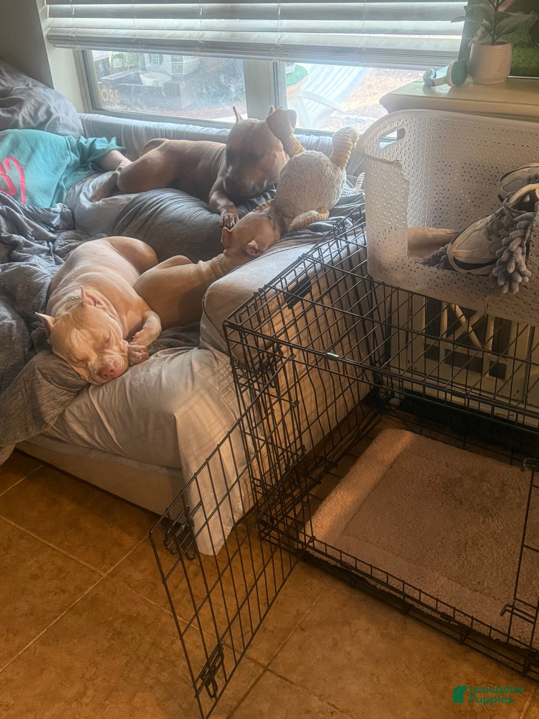 American Bully dogs for sale: American Bully Puppy 2 - Ad 13