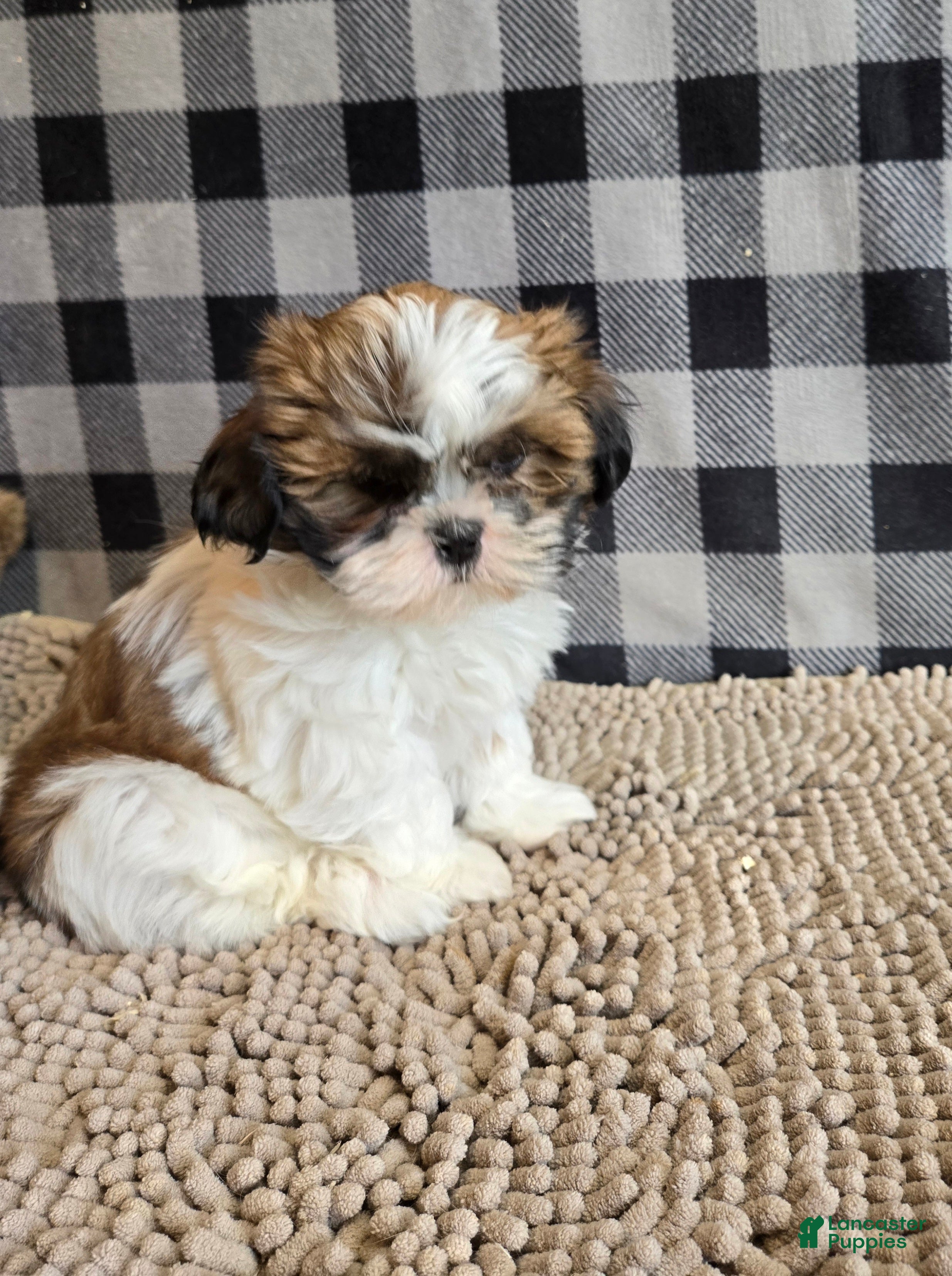 Shih Tzu dogs Marcus - Ad 1