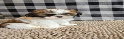 Shih Tzu dogs for sale: Marcus - Ad 1