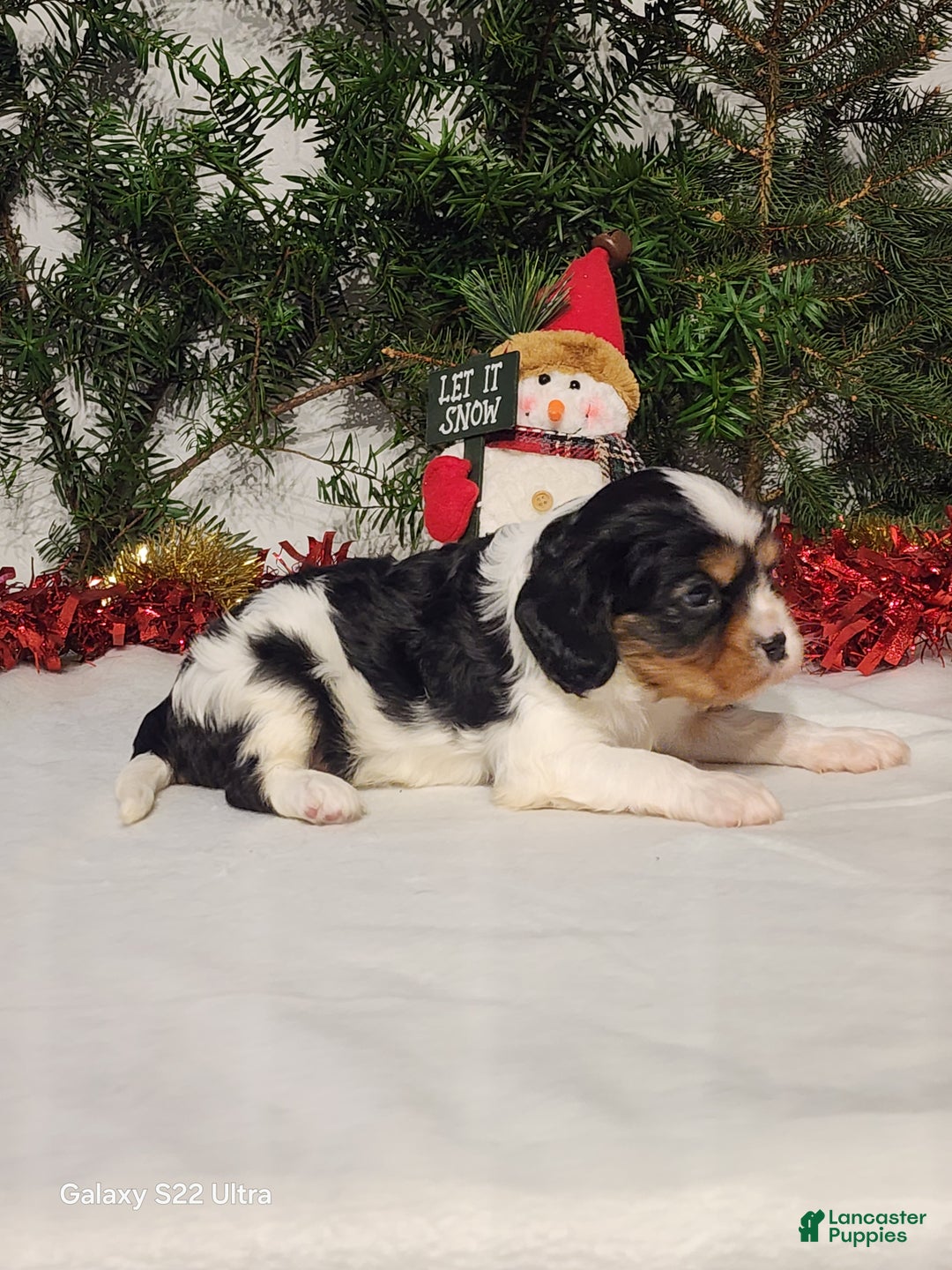 Cavalier King Charles Spaniel dogs for sale: Jerry - Ad 1