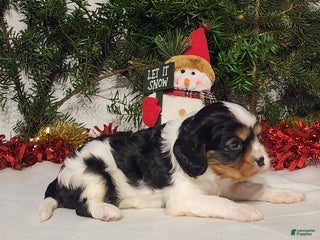 Cavalier King Charles Spaniel dogs Cavalier King Charles Spaniel Puppy 1 - Ad 40