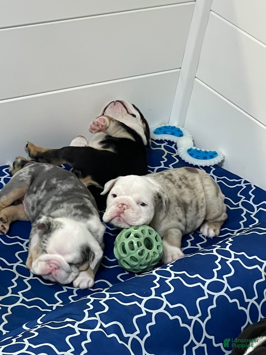 English Bulldog dogs for sale: English Bulldog Puppy 5 - Ad 11
