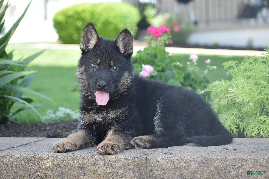 German Shepherd dogs for sale: Cooper - Ad 1