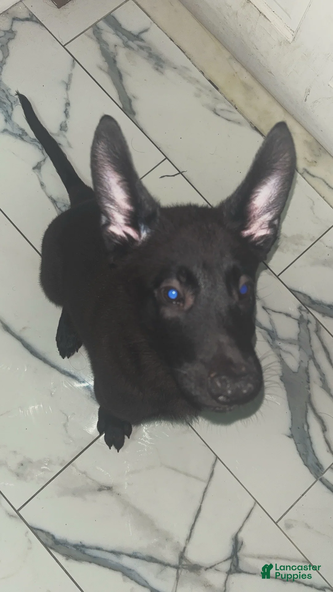 German Shorthaired Pointer dogs for sale: German Shorthaired Pointer 1 - Ad 2