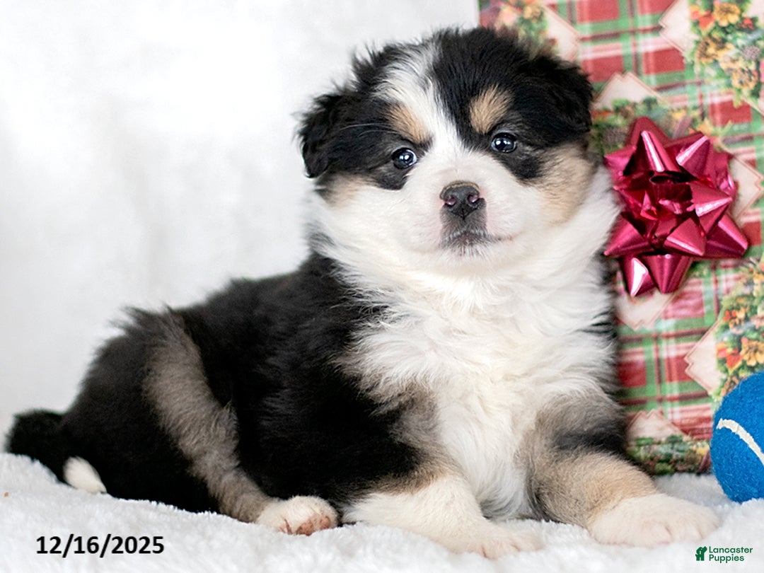 Miniature Australian Shepherd dogs for sale: Neve - Ad 1