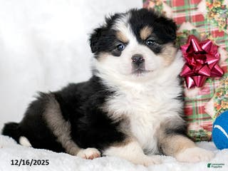 Miniature Australian Shepherd dogs Neve - Ad 16
