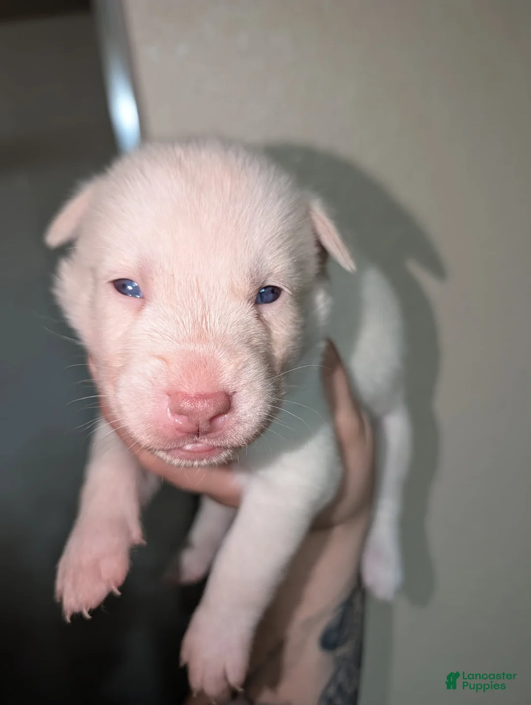 Pitsky dogs for sale: Tina - Ad 4