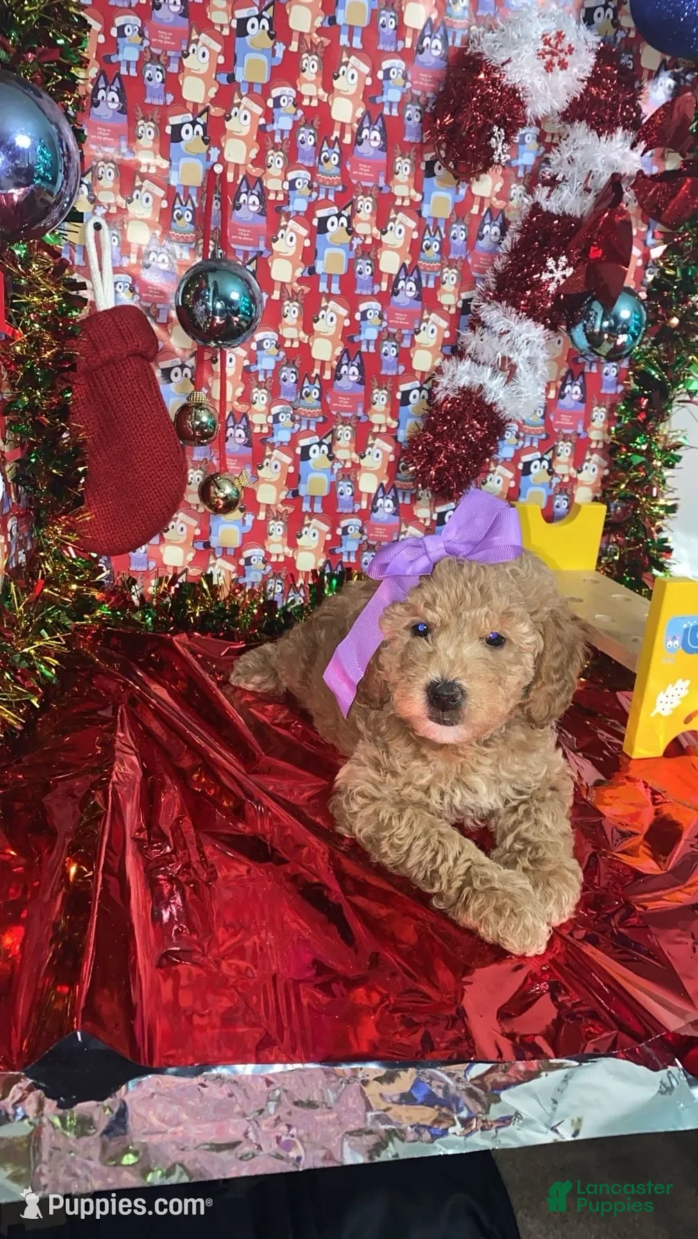 Mini Goldendoodle dogs Storm - Ad 15