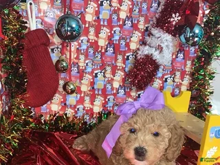 Mini Goldendoodle dogs Storm - Ad 15