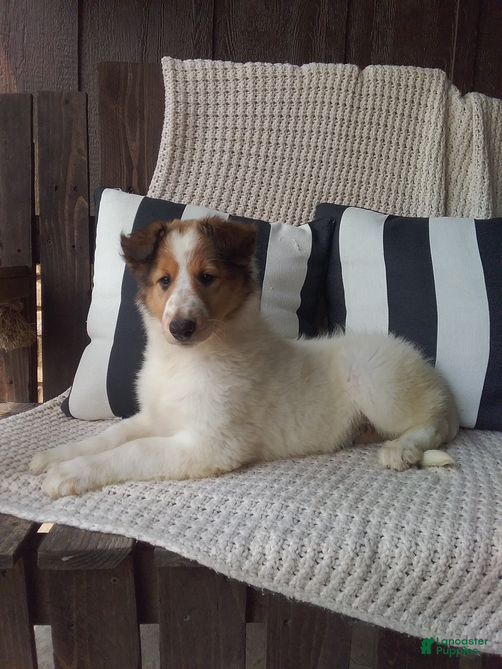 Collie dogs Millie - Ad 1