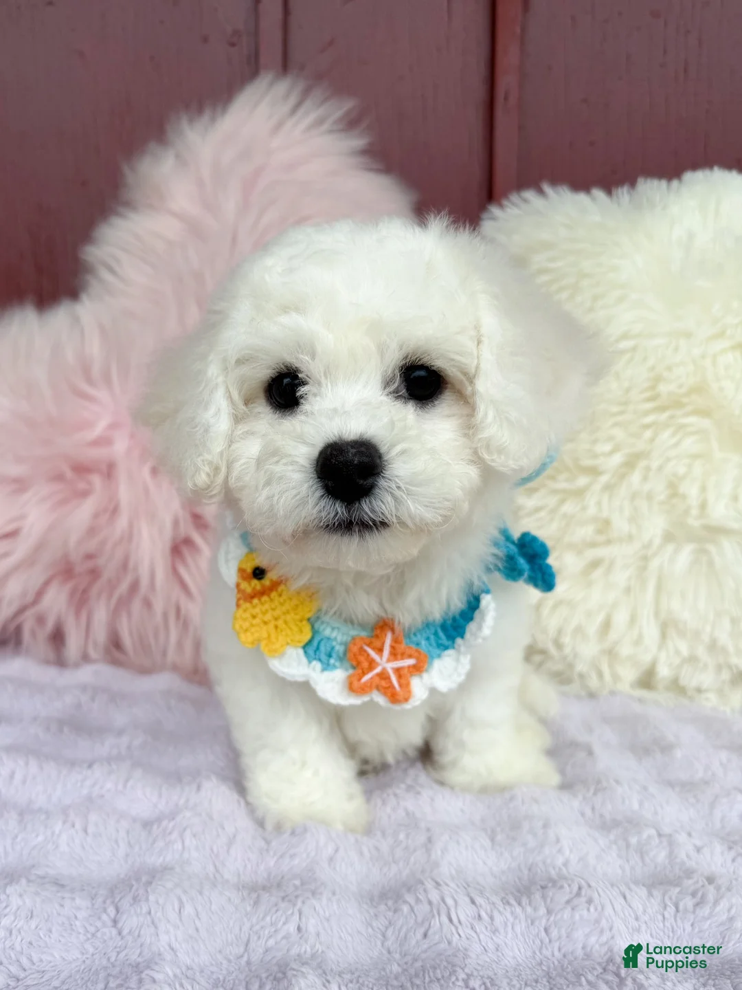 Bichon Frise dogs for sale: 🩵Nicky🩵 - Ad 1