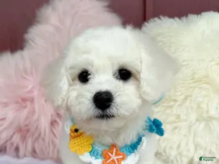 Bichon Frise dogs 🩵Nicky🩵 - Ad 29