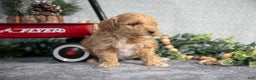 Mini Goldendoodle dogs for sale: Vicky - Ad 2