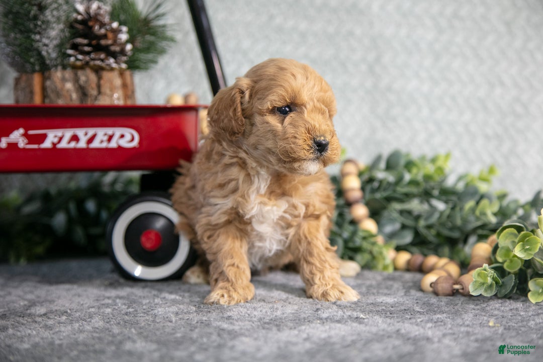 Mini Goldendoodle dogs for sale: Vicky - Ad 2