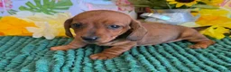 Miniature Dachshund dogs for sale: Reba - Ad 2