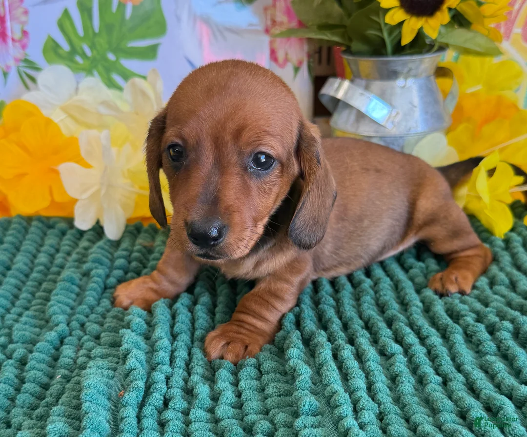 Miniature Dachshund dogs for sale: Reba - Ad 2